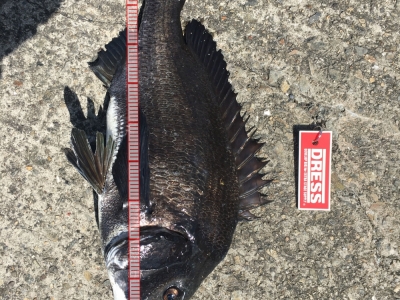 ヘチ釣り