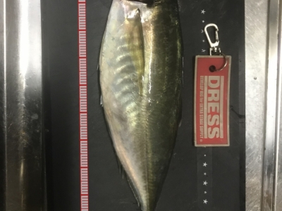 福井常神にて