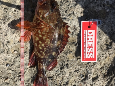 穴釣り
