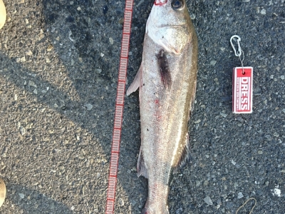 やっと釣れました