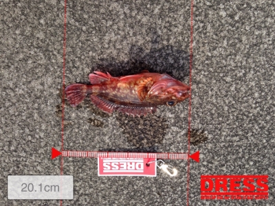 ホームグランドでの釣果