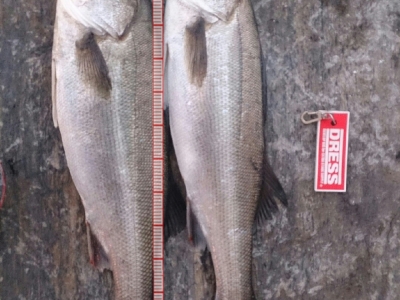 ちょっとサイズが下がったかな(⌒-⌒; )