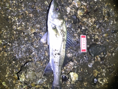 千葉  河口