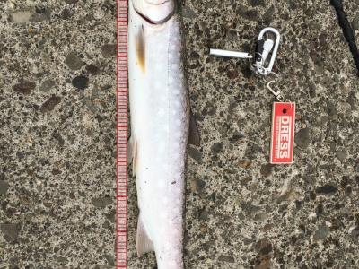アメマス爆釣