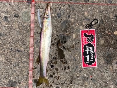 カマス