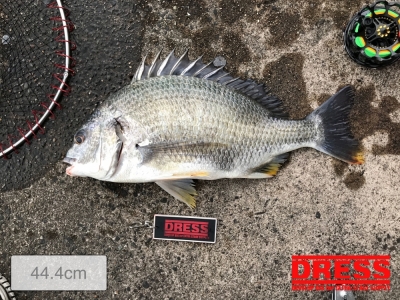 レア種？2022初、キビレ