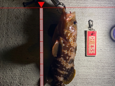 アコウ釣れた！