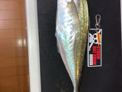 尺アジ