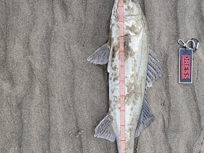 3キャッチ2バラシ