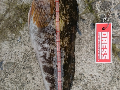 フカセにて