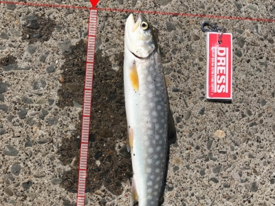 アメマス