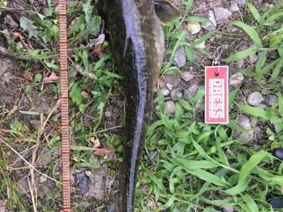 愛知県警ザグナで逮捕