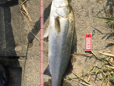 ベイトの群れより