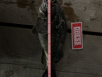 やっと釣れた。