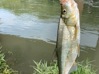 nice fish