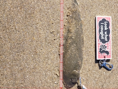 ちっちゃ〜いwシタビラメ