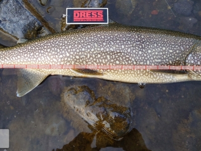 レイクトラウト