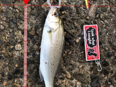 ちびっ子4 最小記録　笑