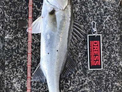 チーバスちゃん