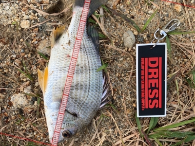 舞洲　落とし込み