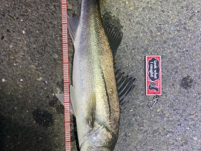 木曽川河口　２本