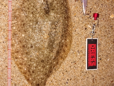 #久しぶりのヒラメ1