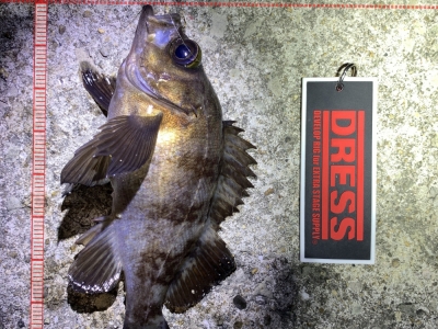 今日はメバルデー