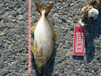 幼魚ですねぇ