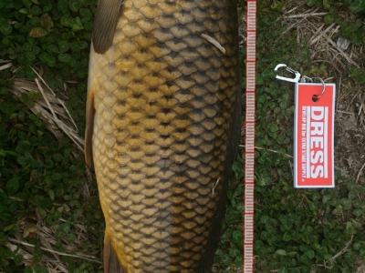 菊池川某所 51.2cm　