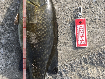 17'バス6
