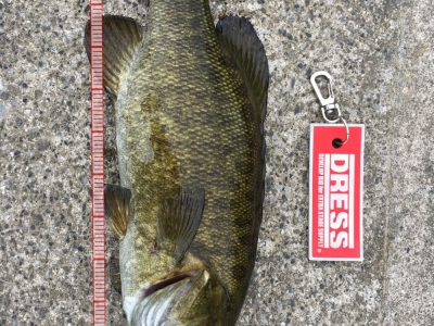 17'バス8
