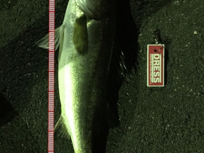 メバリングロッドで