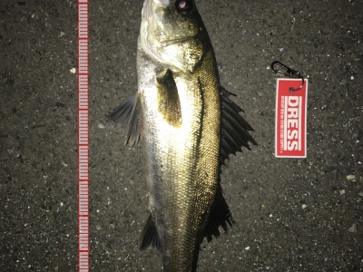 明暗の境い目で釣れました。