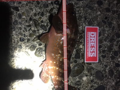 アジングでアコウ