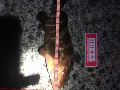 アジングでアコウ2匹目！