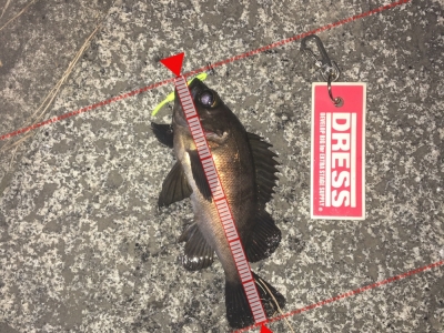 メバリング