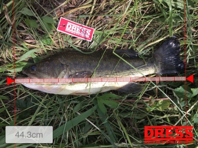 Daiwa.ピーナッツⅡ