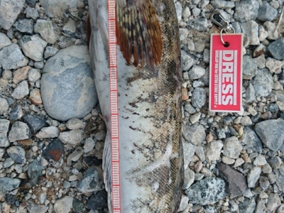 磯ロック
