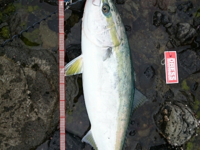 やっと釣れた！小ブリ？