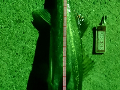 久し振りに