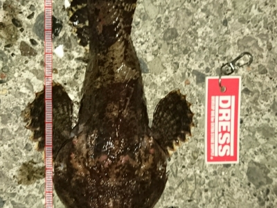 デカカジカ魚種選択無し