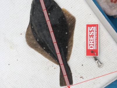 ノッコミ カレイ
