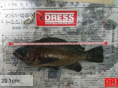 名古屋港にてジグ単で