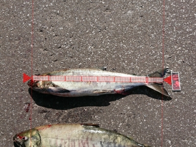 今年初の鮭釣り