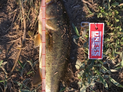 野池 カバー打ち スモラバ