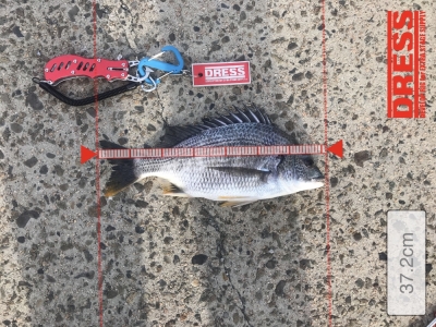 キビレしか釣れない:(；ﾞﾟ'&omega;ﾟ'):