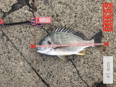 ヘチ釣りノーシンカー