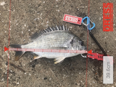 ヘチ釣り