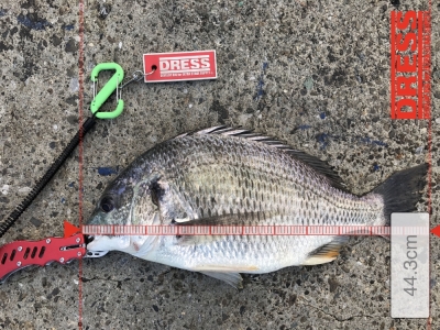 乾燥したイガイで釣りました