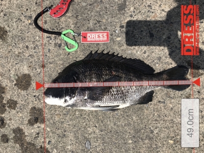 ヘチ釣り ノーシンカー